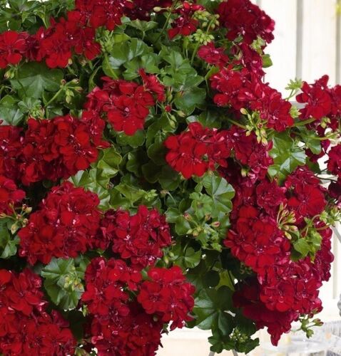 Géranium suspendu fleurs rouges profondes héritage F1 jardin ornemental 10 graines - Photo 1 sur 17