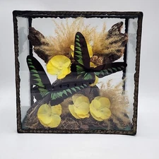 Vintage Butterfly Taxidermy Diorama Glass