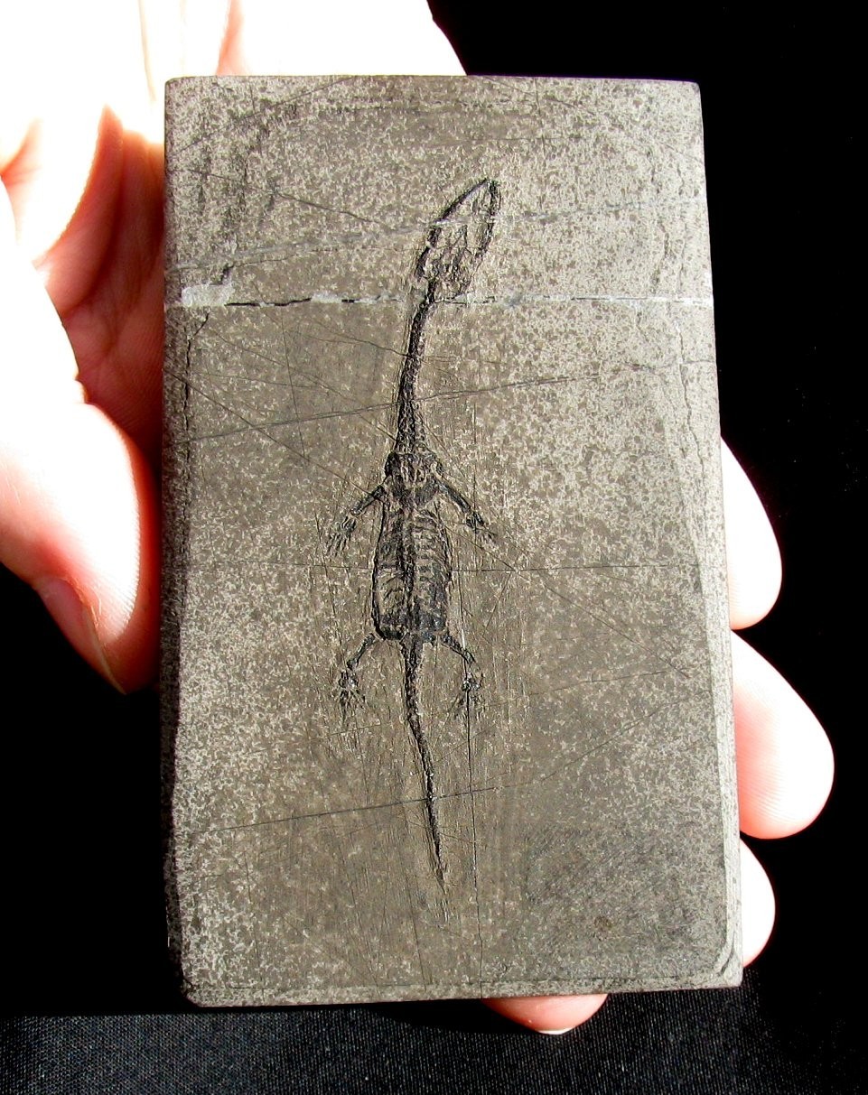 COMPLETE BABY KEICHOUSAURUS DINOSAUR-LIKE REPTILE, JUVENILE - IT'S A REAL ONE!