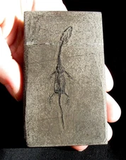 COMPLETE BABY KEICHOUSAURUS DINOSAUR-LIKE REPTILE, JUVENILE - IT'S A REAL ONE!