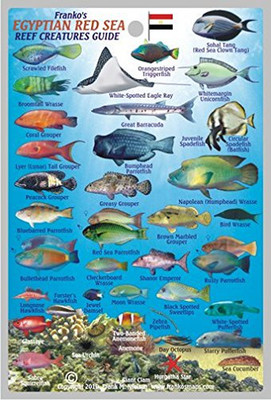 Egyptian Red Sea Reef Creatures Guide Franko Maps Laminated Fish Card 4'' X 6''