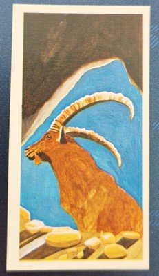 1978 BROOKE BOND TEA TRADE CARD VANISHING WILDLIFE SERIES # 3 /40 PYRENEAN IBEX