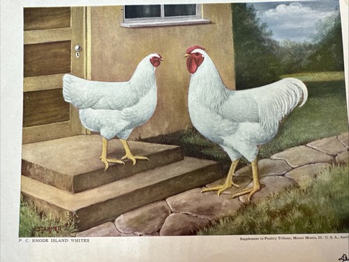 1923-32 Poultry Tribune Prints Mount Morris,Illinois 34 Print 6 1/2” By 9 1/2” - Picture 13 of 15