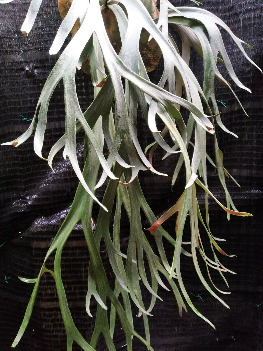 Spore of Platycerium Willinckii ASW01 Staghorn Fern Special Spore of Platycerium Willinckii ASW01 Staghorn Fern Special