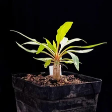 1PCS 1.6cm  Fouquieria Leonilae Beautiful Rare Garden Planting Root Tuber#