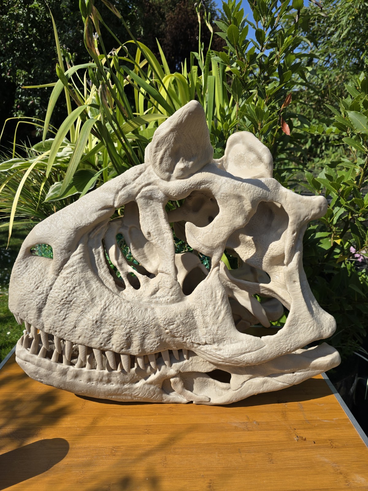 Life-size CARNOTAURUS skull Replica, Fossil