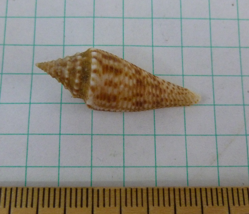 Conus comatosa, F++ 35mm
