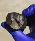 NWA 14403 Eucrite Meteorite 87.119g Fusion Crusted Individual Rare COA — photo 3