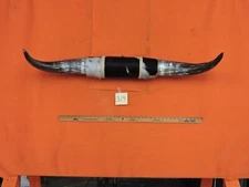 MOUNTED STEER BULL HORNS 3'7" tip to tip #319 COW BULL HORN LONGHORN 13" Bases