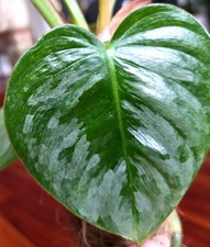 Rare Philodendron Variegated Sodiroi 27" Tall Not Anthurium Monstera Syngonium