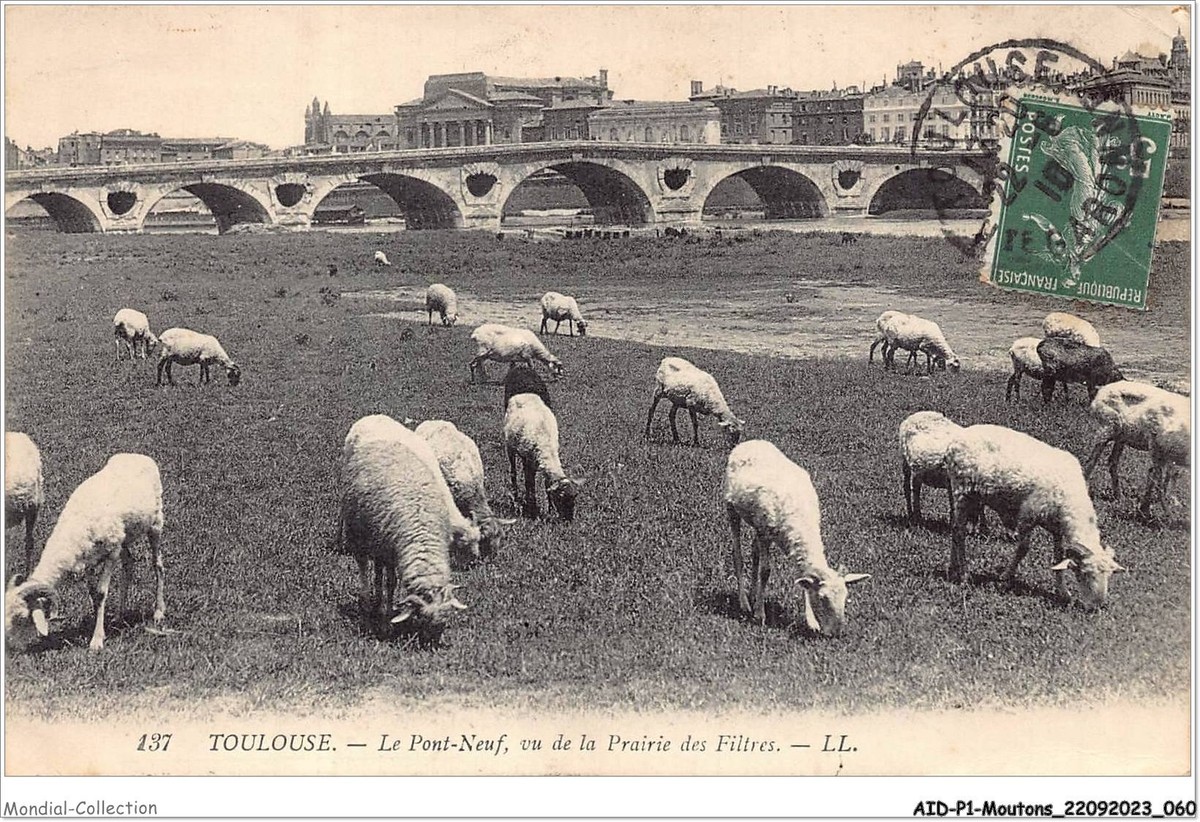 Mouton toulouse aid