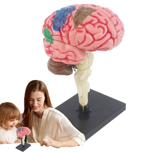 Human Brain Model Anatomical Model Teaching Med Model Lightweight PVC