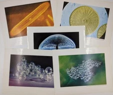 5 Vintage Photo Prints Dicalite Diatom Collection 1000X Magnification Algae