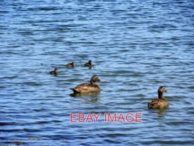 PHOTO  EIDER DUCKS WITH DUCKLINGS IN SEAHOUSES HARBOUR PICTURED IN THE OUTER HAR