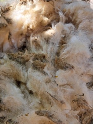 Rohwolle frisch 5 KG hell