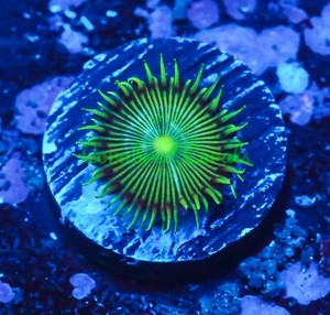 Cornbred's Green Goblin Paly - Frag - LIVE CORAL