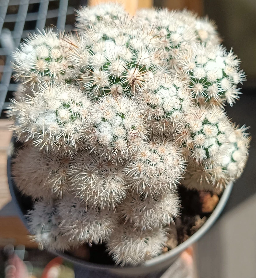 mammillaria gracilis texansis unrooted cutling cactus cacti succulent live plant - Image 4 of 4