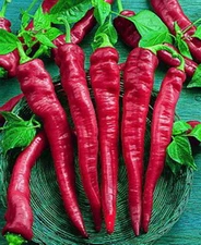 50+ Cayenne Large Red Thick Pepper Seeds ----------- Hot ---- Heirloom