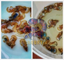 Live Betta Fish HMPK Female Yellow Fancy Star Tail for Sorority/Breed USA Seller