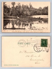 Palatka, FL-Florida, Pelicans Nest on the St Johns River Vintage c1909 Postcard