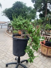 Portulacaria Afra Bonsai Tree in cascade style
