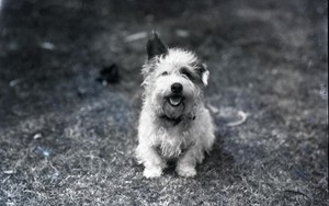 rough coated terrier