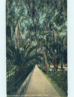Divided Back TREES ALONG RIDGEWOOD AVENUE Daytona Beach Florida FL hs3921