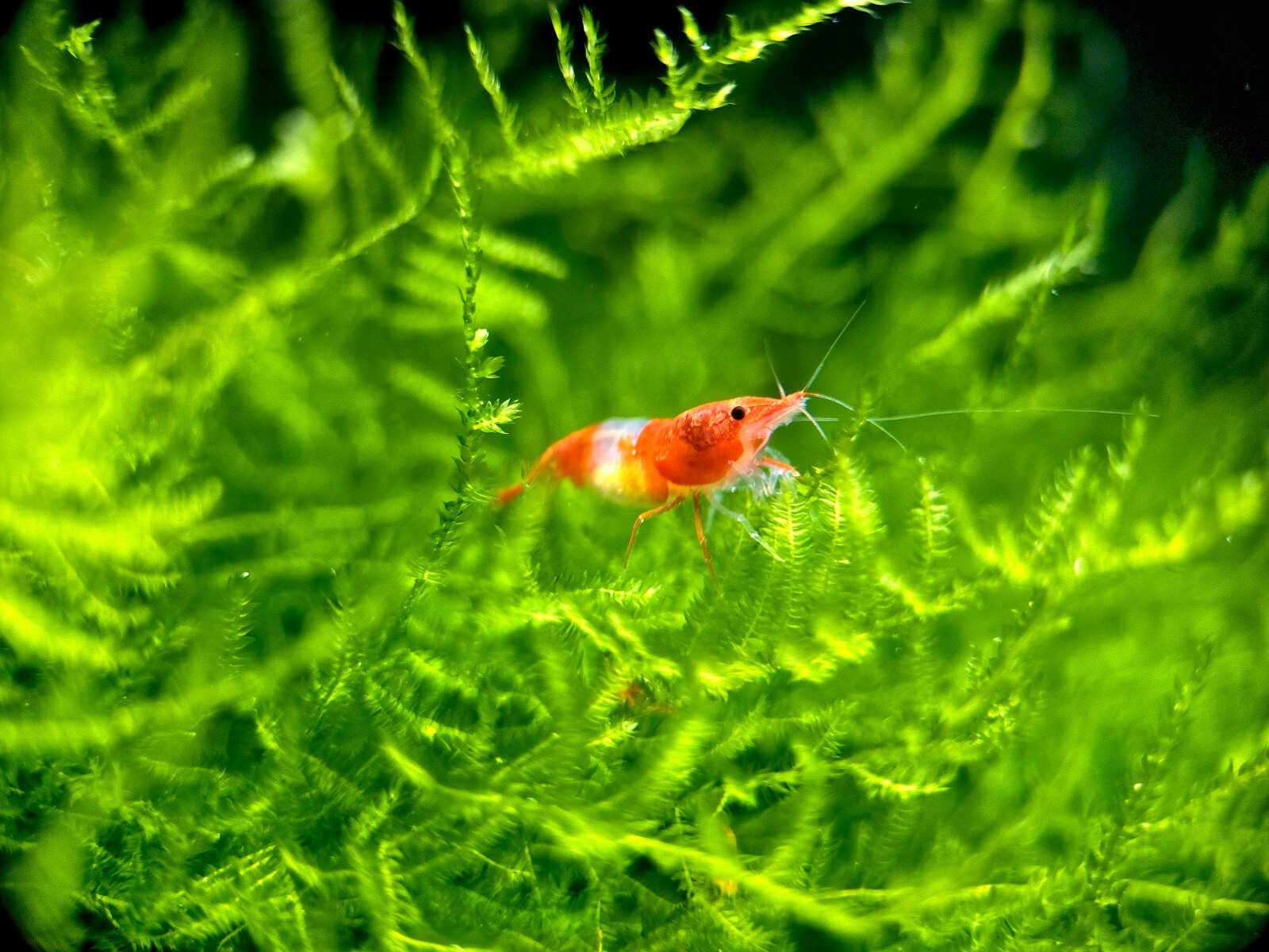 Orange Rili Sunkist 10+2 Pack - HIGH Grade - Neocaridina Shrimp