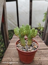 Euphorbia globosa hybrid plant