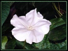 18 SEEDS - moonflower NIGHT BLOOM VINE White flower Fragrant - BUY 15=SHIPS FREE