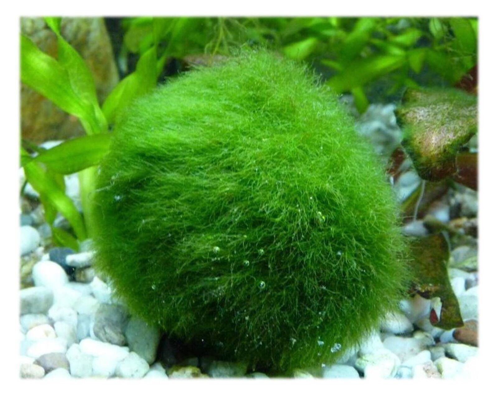 1 inch Marimo Moss Ball (Cladophora Live Aquarium Plant) Fish Tank plant