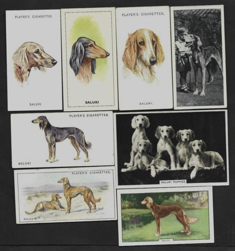 8 Different Vintage SALUKI Tobacco/Cigarette/Tea Dog Cards Lot
