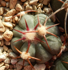 Echinocactus horizonthalonius RC-95 El Casco