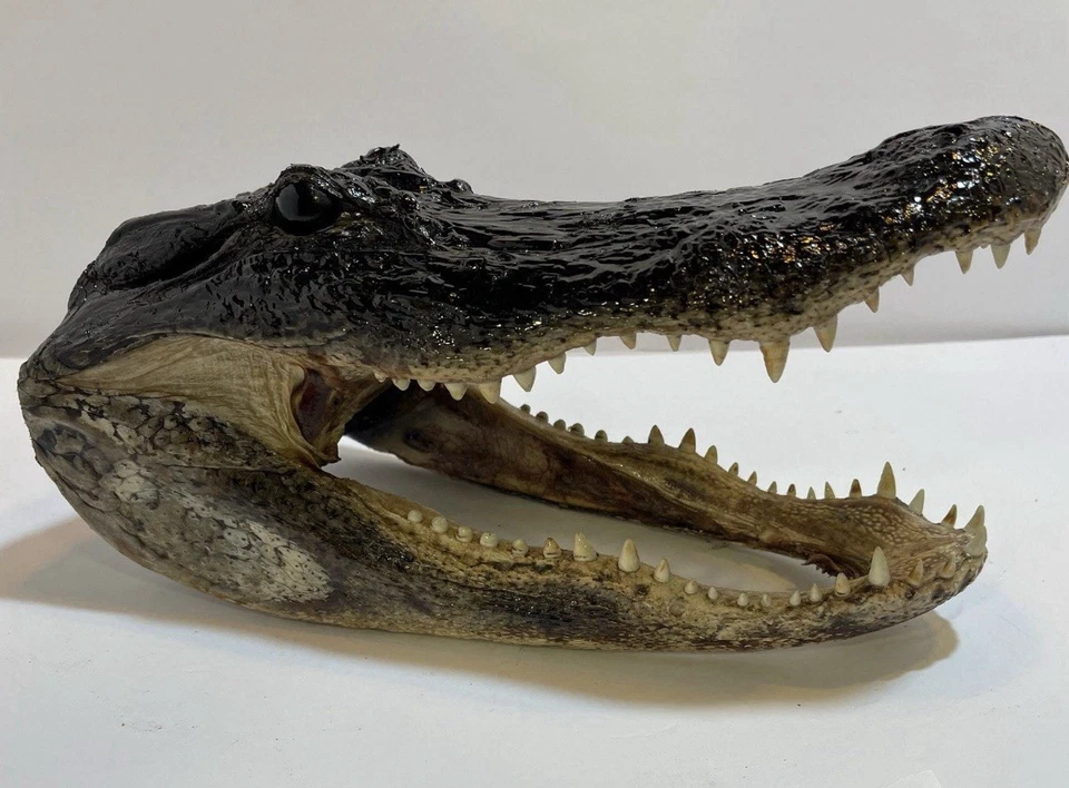 Cabeza de 8 pies Wild Louisiana Gator Foto 2 de 3