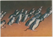 PENGUIN PARADE PHILLIP ISLAND VICTORIA ROSE POSTCARD