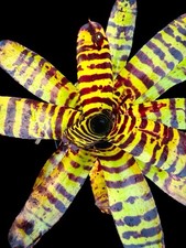 Noregelia ‘CAT’S PAJAMAS ’ 🐈⬛ Offset Bromeliad Plant