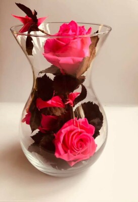 Hell, rosa, erhaltener Luxus, Eleganz, Natur, Rosen, grün, Blätter