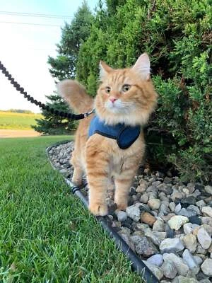 UNDISCLOSED Kitty Holster Cat Harness (Made in USA)