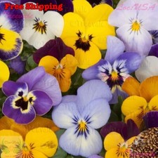 Swiss Giants Pansy Seeds - Viola Wittrockiana - Pensee Mix  Flower Seeds