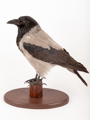 Hooded Crow (Corvus cornix) Taxidermy Stand Mount Eurasian Raven Gothic#1