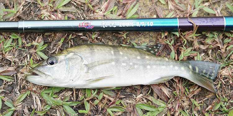 Exori Cold Stream Tenkara Rod 10ft CS – Telescopic Carbon Fiber – With Leader & Line Winder Kit