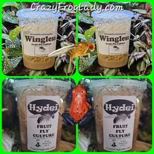Wingless Fruit Fly Cultures 2 Pack 2 Pack of Hydei Total of 4 CULTURES.