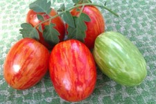 Seeds Tomato Faberge Multicolor Rare Vegatable NON-GMO Organic Heirloom Ukraine