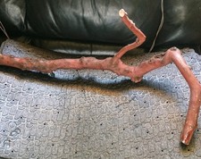 Pacific Madrone Arbutus Teranium Branch Reptile Bird Habitat