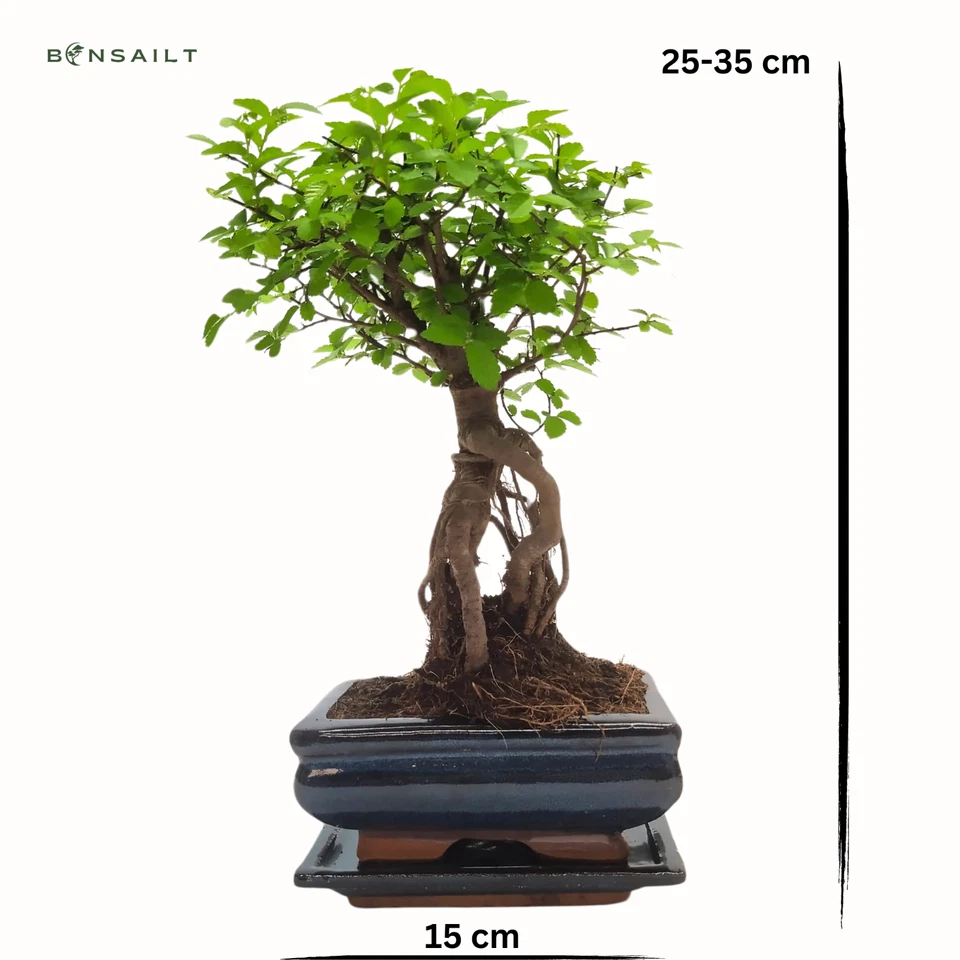 Bonsai Baum mit Keramik Blumentopf - Chinese elm - ca. 7 Jahre (15 cm Schale) - Bild 2 von 4