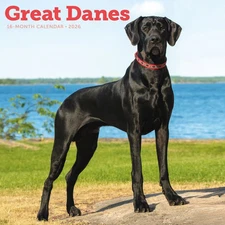 Carousel Calendars,  Great Danes 2026 Wall Calendar, 12'' X 12'', 16-Month Calen