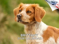 Brittany Dog Breed Calendar 2026 12x18 Made in USA
