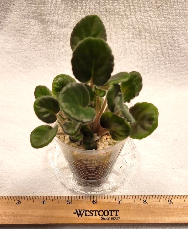 Африканская фиалка растение ~ YAN-MINUET (N. Puminova) 'Ian Minuet' РЕДКАЯ большой лист горшок - Изображение 4 из 4