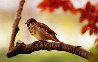 Spatz  * Sparrow **Sperling **    Vogel  *  Bird   Postcard # 2