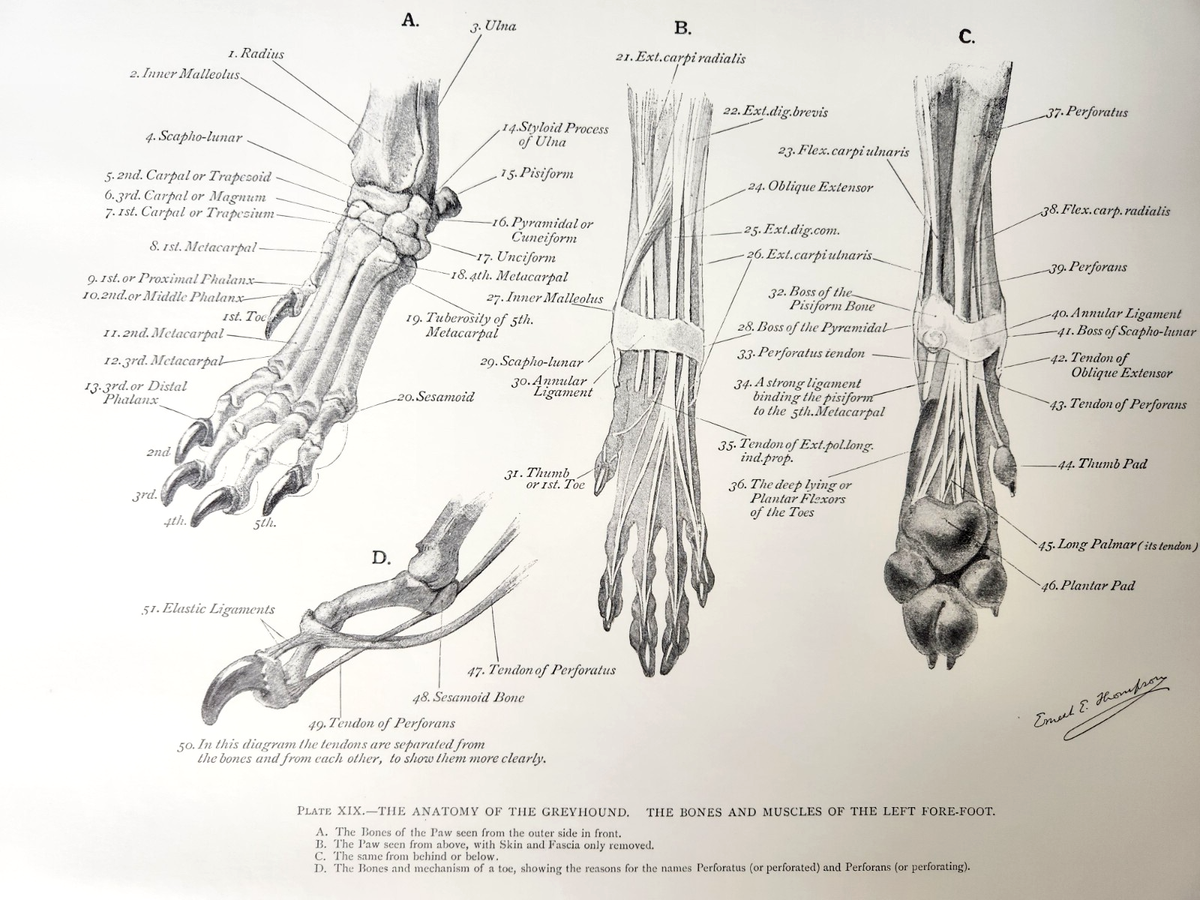 Greyhound Dog Paw Foot Anatomy Ernest Thompson Seton Vintage